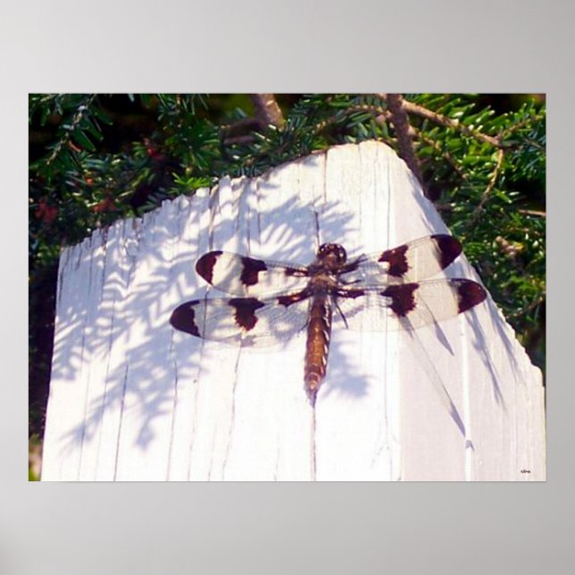 Poster de la libellule ailée tachetée (Devant)