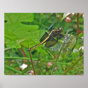 Poster de la libellule jaune