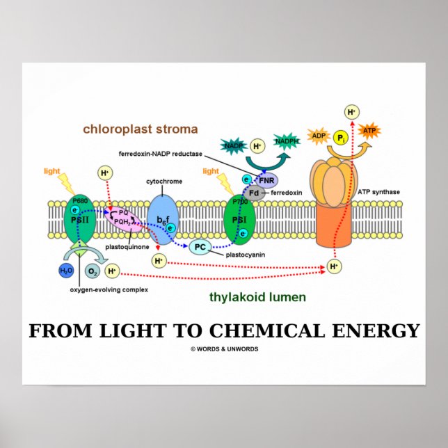 Poster De La Lumière À L'Énergie Chimique (Photosynthèse) (Devant)