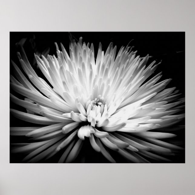 Poster de la mère de Starburst Blossom (Devant)