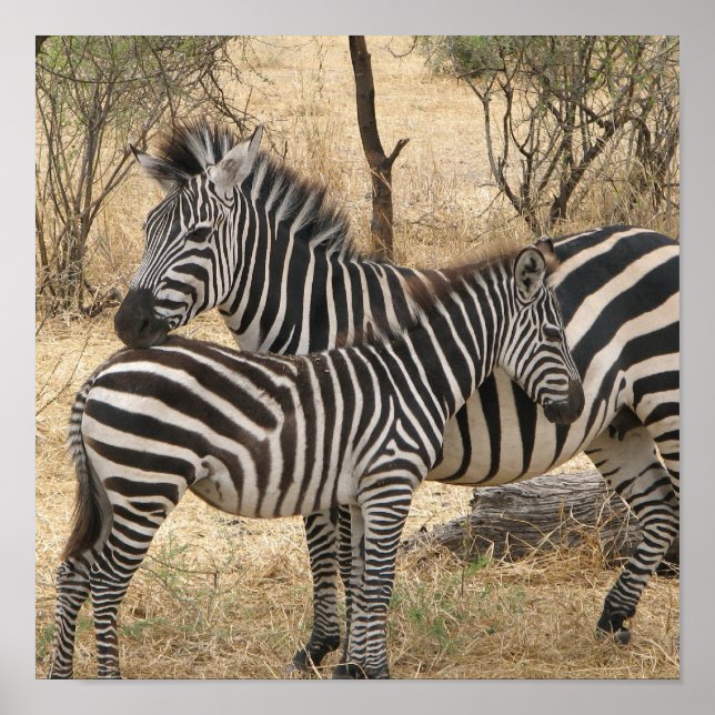 Poster de la mère et du bébé Zebra (Devant)