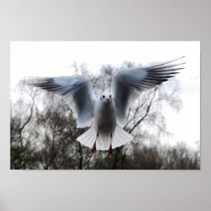 Poster de la mouette en vol