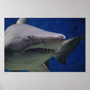 Poster de la muraille de la nature de requin natat