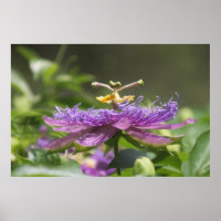 Poster de la nature des fleurs de la passion viole