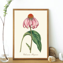 Poster de la nature du confleur pourpre