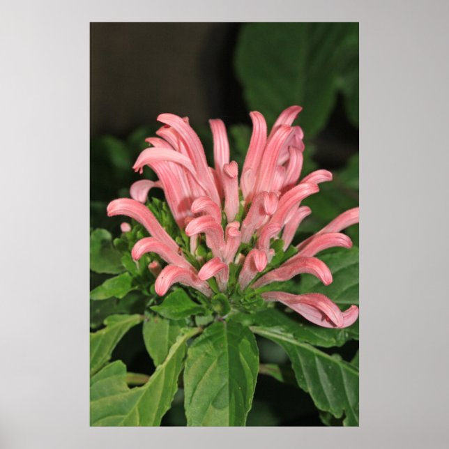 Poster de la nature Plante de crevettes (Devant)