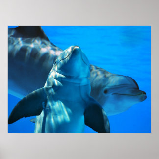 Poster de la paire de dauphins curieux