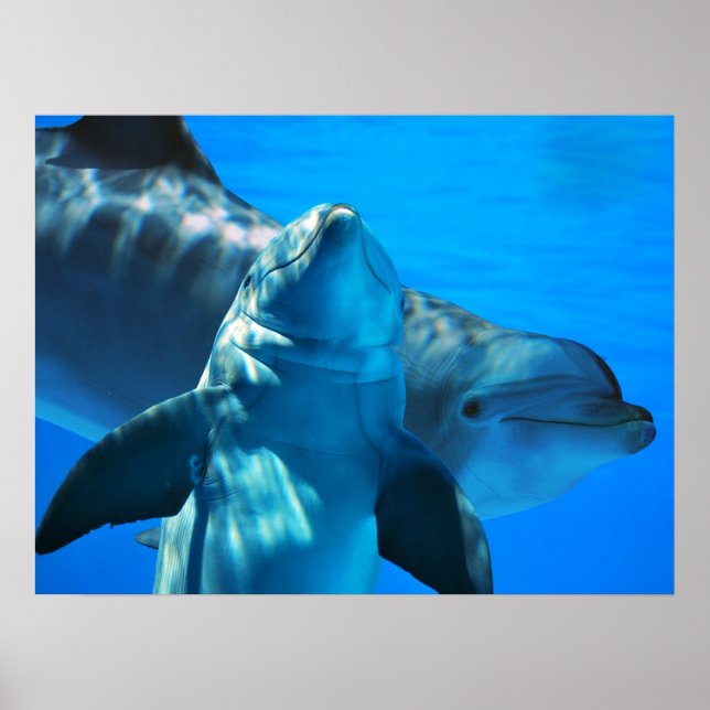 Poster de la paire de dauphins curieux (Devant)
