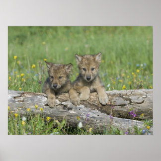 Poster de la paire de petits loups