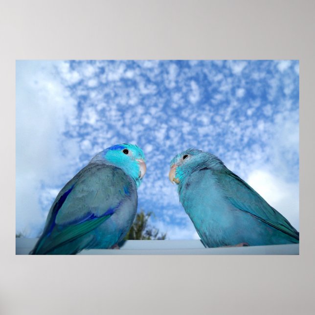 Poster de la paire d'oiseaux Parrotlet bleu Pacifi (Devant)