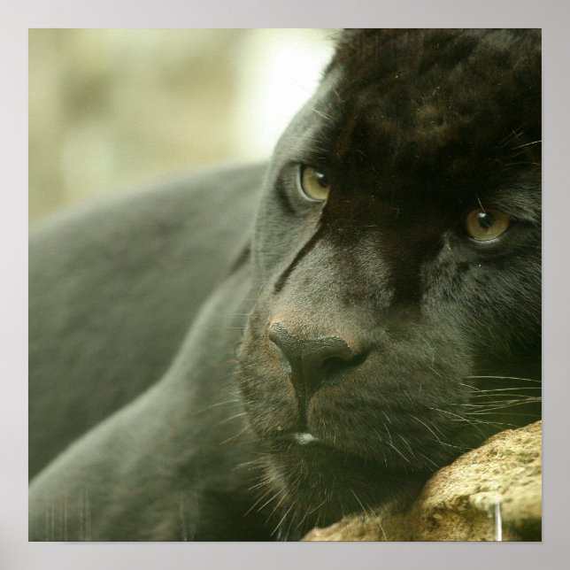 Poster de la panthère couchant (Devant)