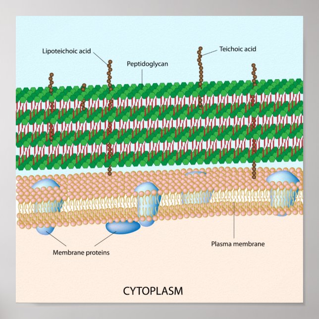 Poster de la paroi bactérienne positive Gram (Devant)