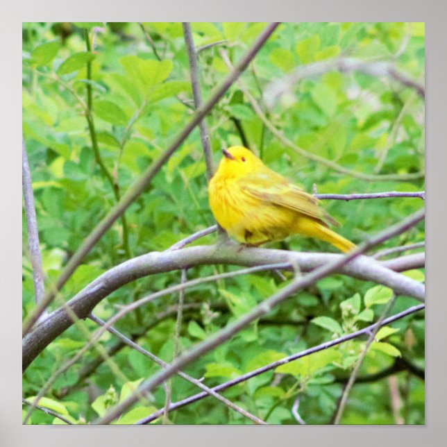 Poster de la Paruline jaune dans l'arbre (Devant)