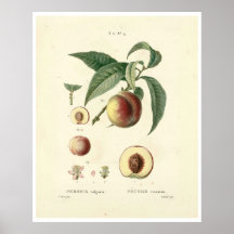 Poster de la Pêche vintage (Prunus persica) N.4