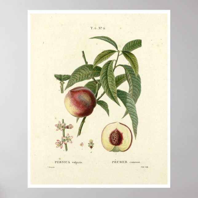 Poster de la Pêche vintage (Prunus persica) N.6 (Devant)