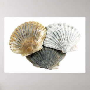Poster de la photographie de Seashells Fine Art