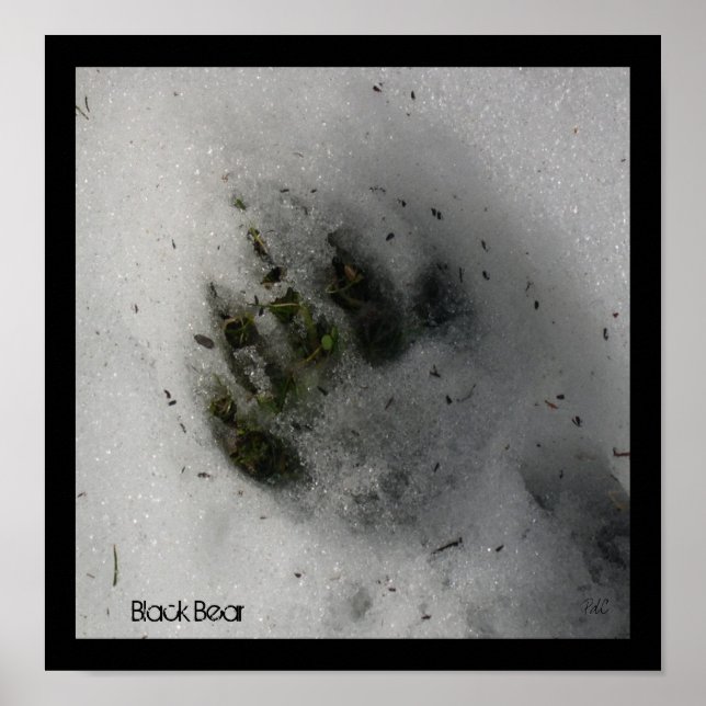 Poster de la piste de l'ours (Devant)