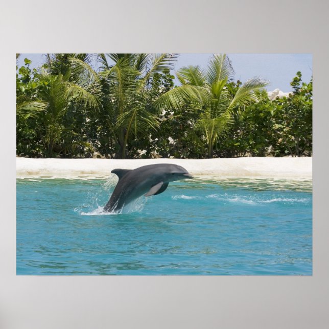 Poster de la plage Tropical Jumping Dolphin (Devant)