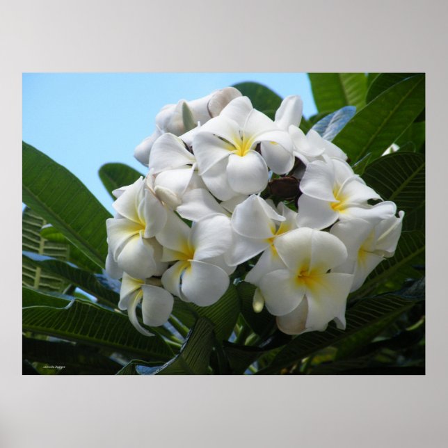 Poster de la Plumeria hawaïenne (Devant)