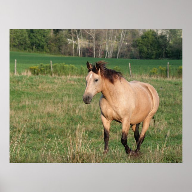 Poster de la promenade Buckskin (Devant)