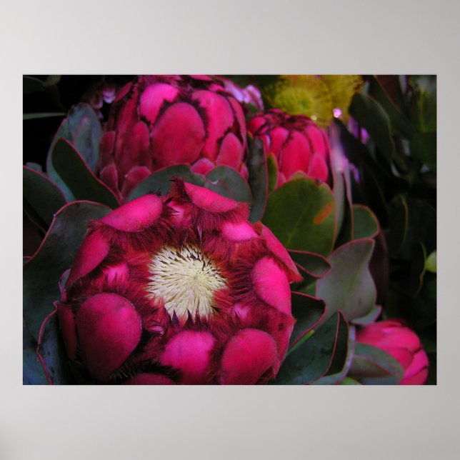 Poster de la protéine rose (Devant)