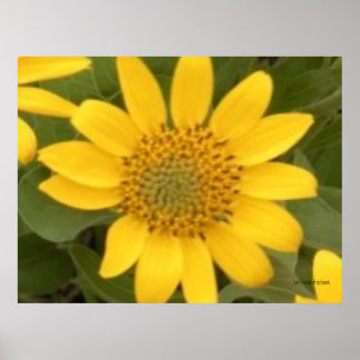 Poster de la racine de Balsam