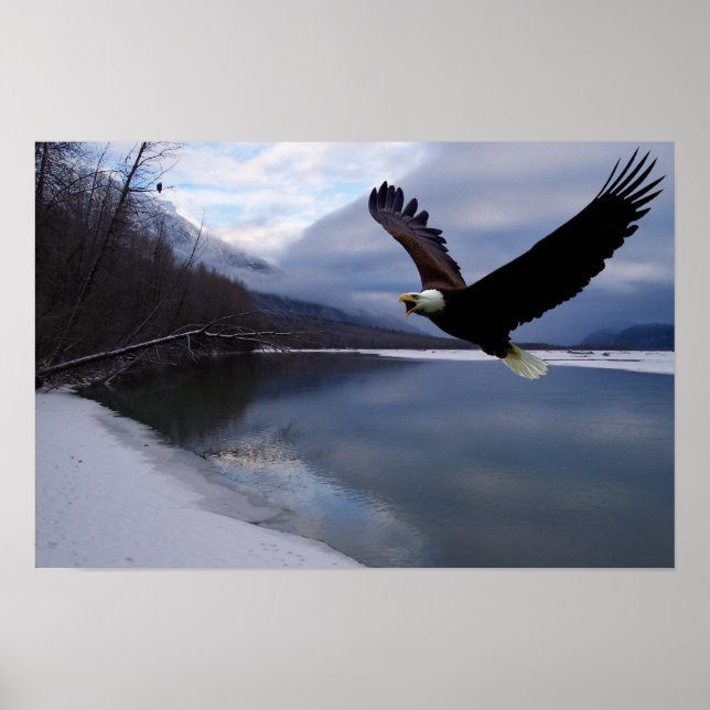 Poster de la réserve de Chilkat Eagle (Devant)