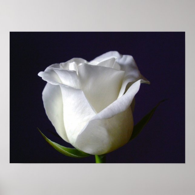 Poster de la Rose blanche (Devant)