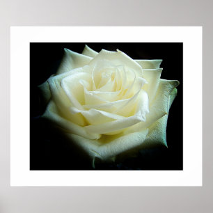 Poster de la Rose blanche