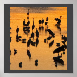 Poster de la silhouette d'oiseaux du coucher du so