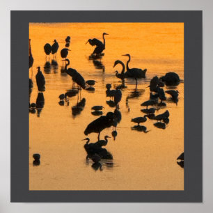 Poster de la silhouette d'oiseaux du coucher du so