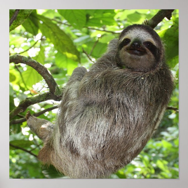 Poster de la Sloth in Tree (Devant)