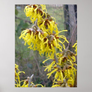 Poster de la sorcière Hazel Blossom