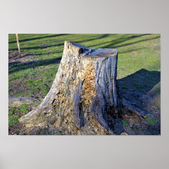 Poster de la souche d'arbre (Devant)