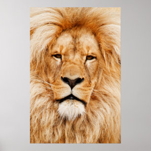 Poster de la tête de lion