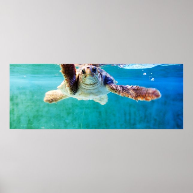 Poster de la tête de registre n° 4 (Devant)