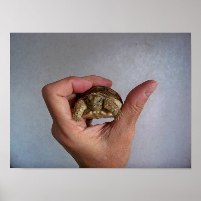 Poster de la Tortue Bébé (Devant)