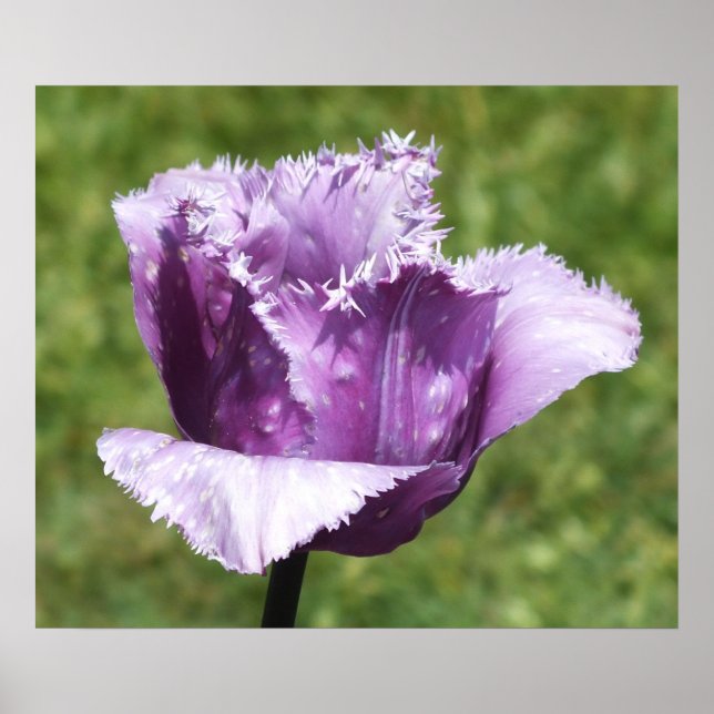 Poster de la tulipe à franges violettes (Devant)