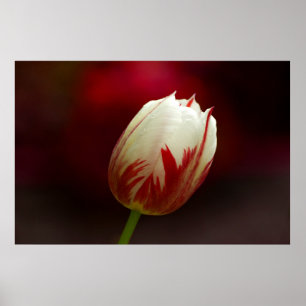 Poster de la tulipe solitaire rouge et blanc
