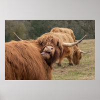 Poster de la vache écossaise drôle
