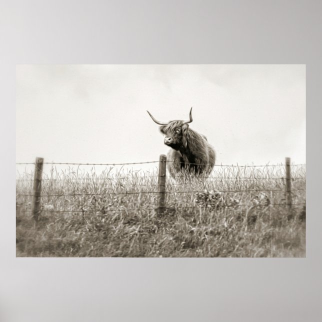 Poster de la vache écossaise Highland Baby (Devant)