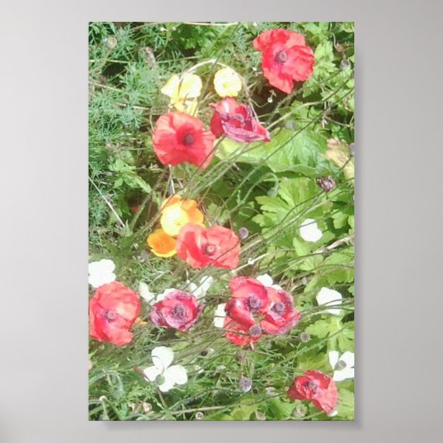 Poster de la valeur des fleurs de pommes de prairi (Devant)