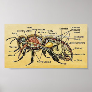 Poster de l'abeille au miel
