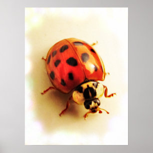 Poster de Ladybug