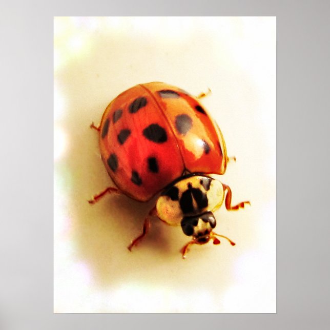 Poster de Ladybug (Devant)