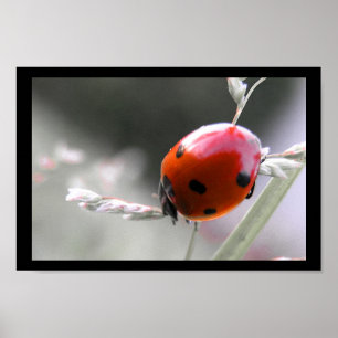 Poster de Ladybug