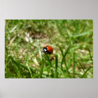Poster de Ladybug