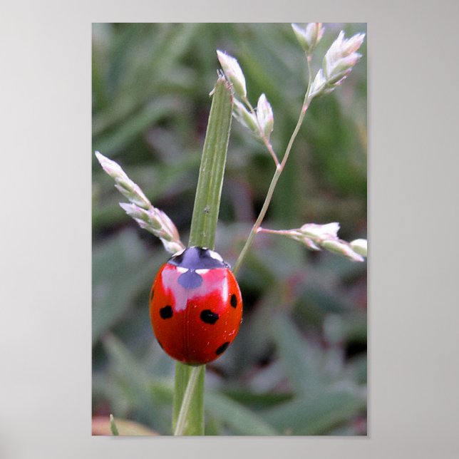 Poster de Ladybug (Devant)