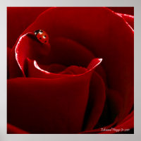 Poster de Ladybug Love