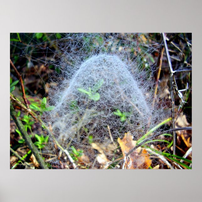 Poster de l'affiche de Filmy Dome Spider (Devant)